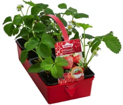 Erdbeere 'Elianny', 8er-Schale