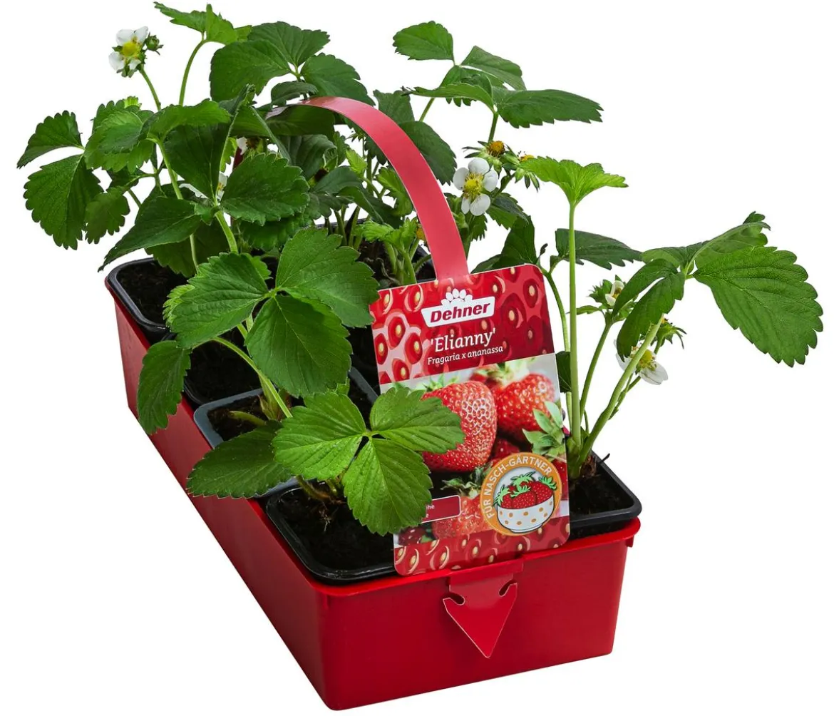 Erdbeere 'Elianny', 8er-Schale
