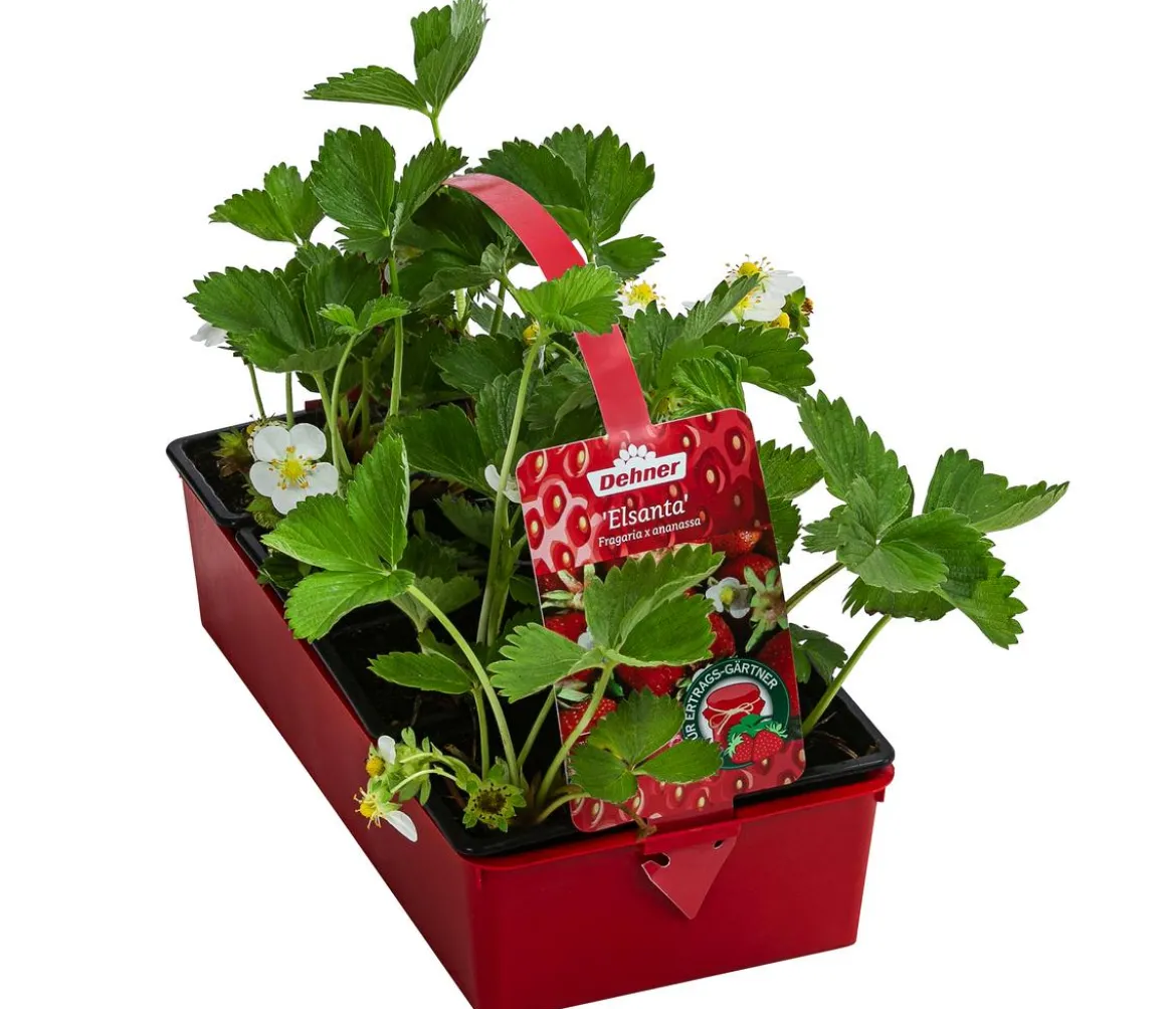 Erdbeere 'Elsanta', 8er-Schale