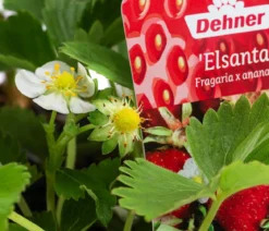 Erdbeere 'Elsanta', 8er-Schale