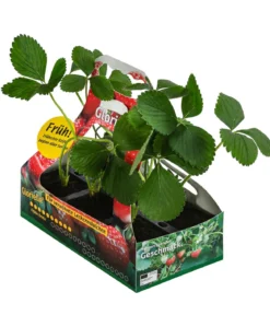 Erdbeere 'Glorielle®', 6er-Schale