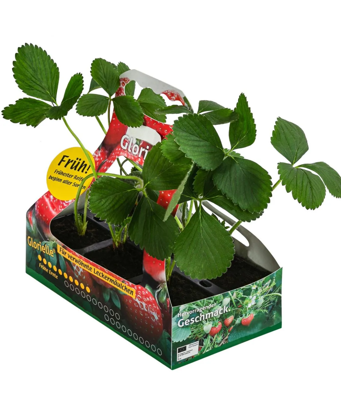Erdbeere 'Glorielle®', 6er-Schale