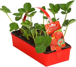 Erdbeere 'Korona'