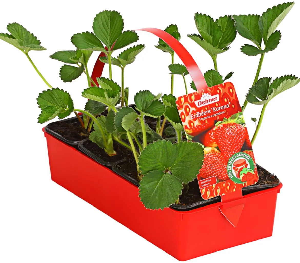 Erdbeere 'Korona'