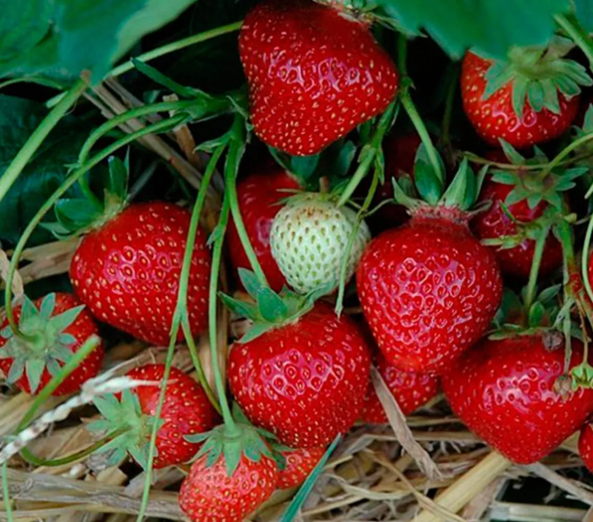 Erdbeere 'Korona'