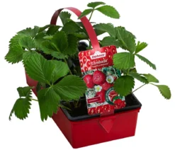 Erdbeere 'Lambada', 8er-Schale