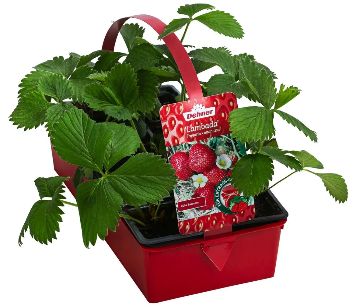 Erdbeere 'Lambada', 8er-Schale