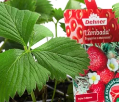 Erdbeere 'Lambada', 8er-Schale