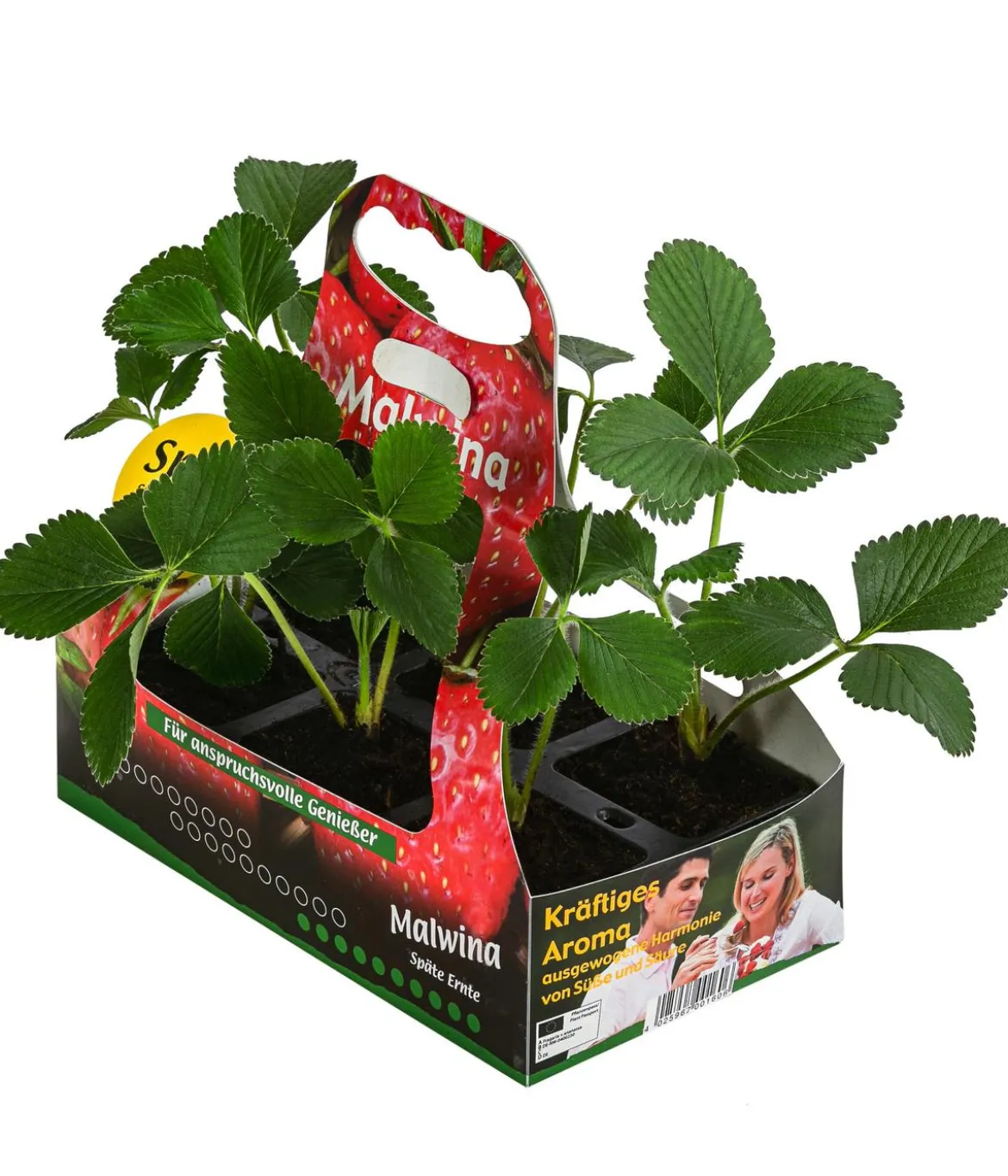 Erdbeere 'Malwina', 6er-Schale