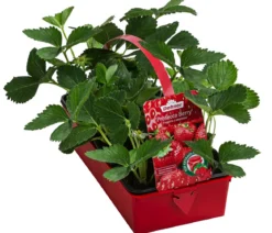 Erdbeere 'Prosecco Berry', 8er-Schale