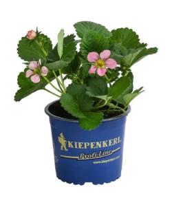 Erdbeere 'Rosana®'