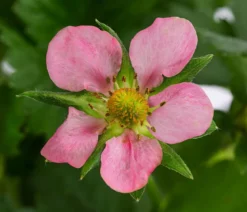 Erdbeere 'Rosana®'