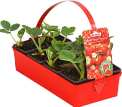 Erdbeere 'Senga Sengana', 8er-Schale
