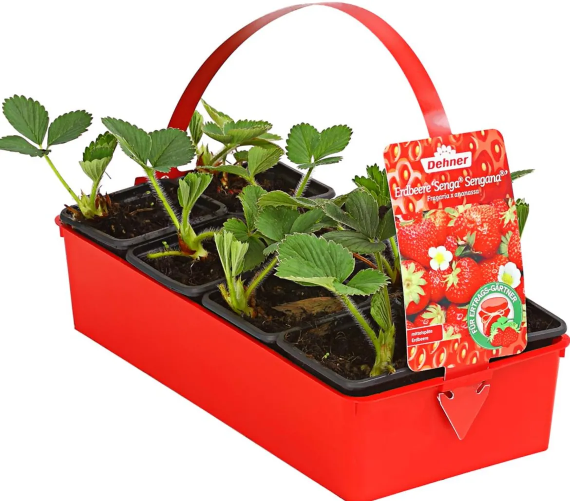 Erdbeere 'Senga Sengana', 8er-Schale