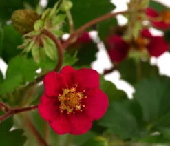 Erdbeere 'Summer Breeze Rose'