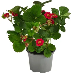 Erdbeere 'Summer Breeze Rose'