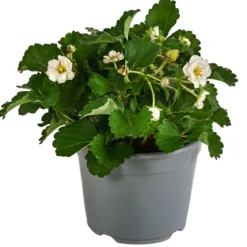 Erdbeere 'Summer Breeze Snow'