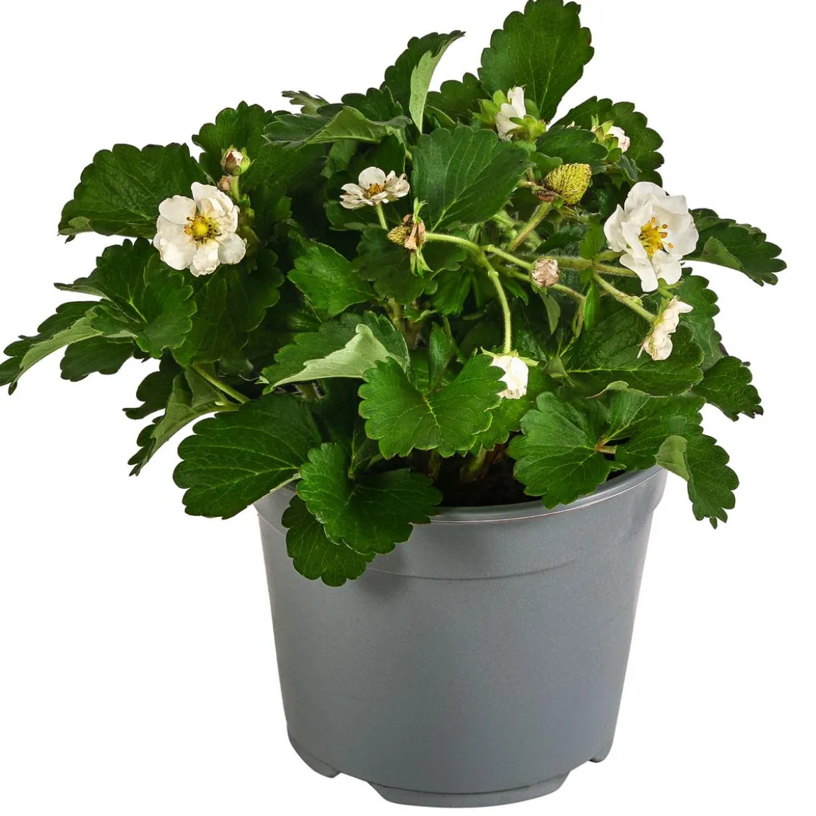 Erdbeere 'Summer Breeze Snow'