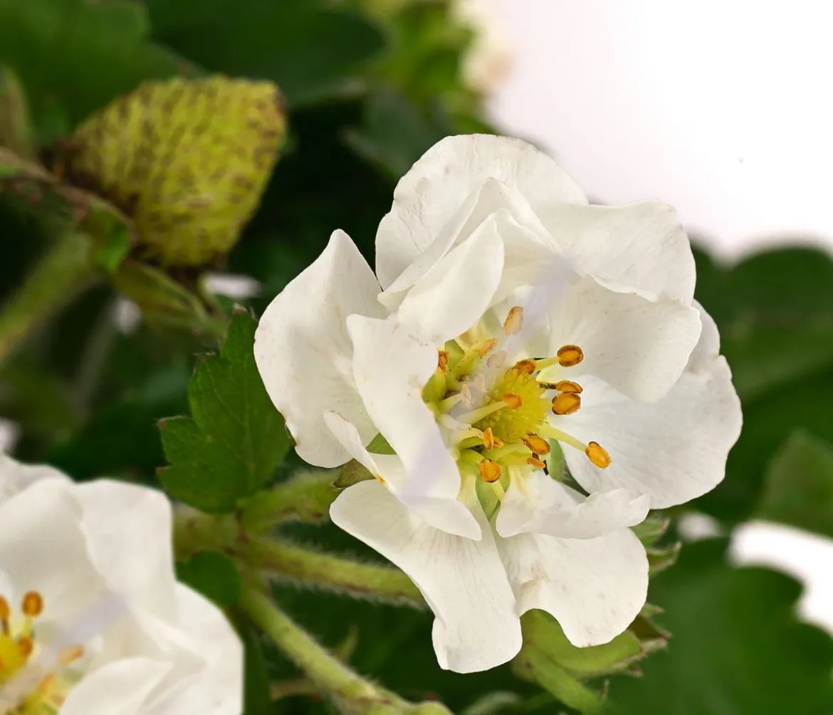 Erdbeere 'Summer Breeze Snow'