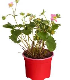 Erdbeere 'Viva Rosa'