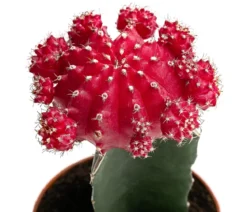 Erdbeerkaktus - Gymnocalycium mihanovichii