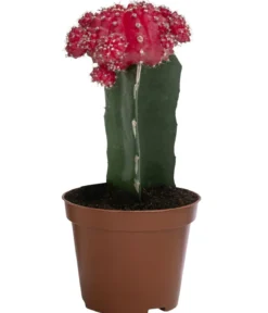 Erdbeerkaktus - Gymnocalycium mihanovichii
