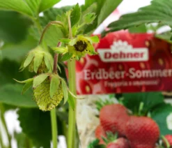 Erdbeer-Set Erdbeer-Sommer, 4 Sorten, 8er-Schale