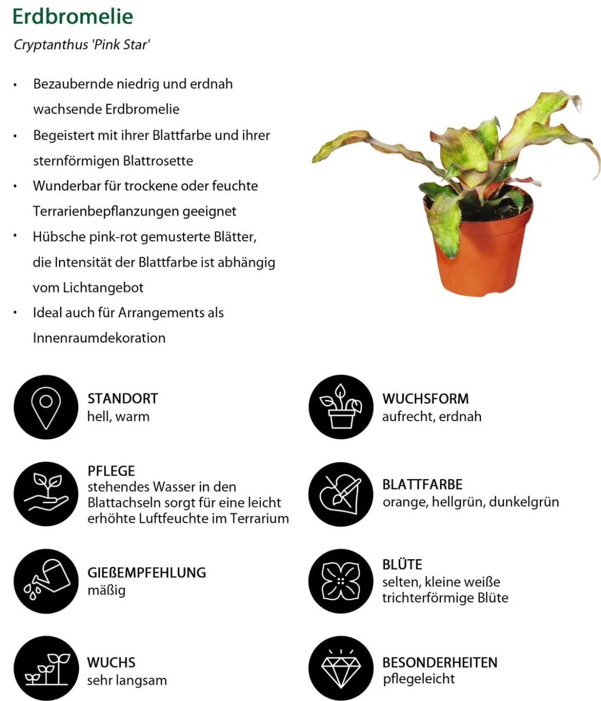 Erdbromelien-Set - Cryptanthus, 4-teilig