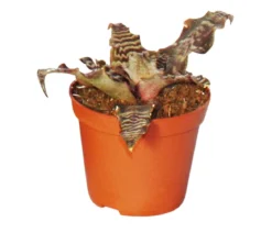 Erdbromelien-Set - Cryptanthus, 4-teilig