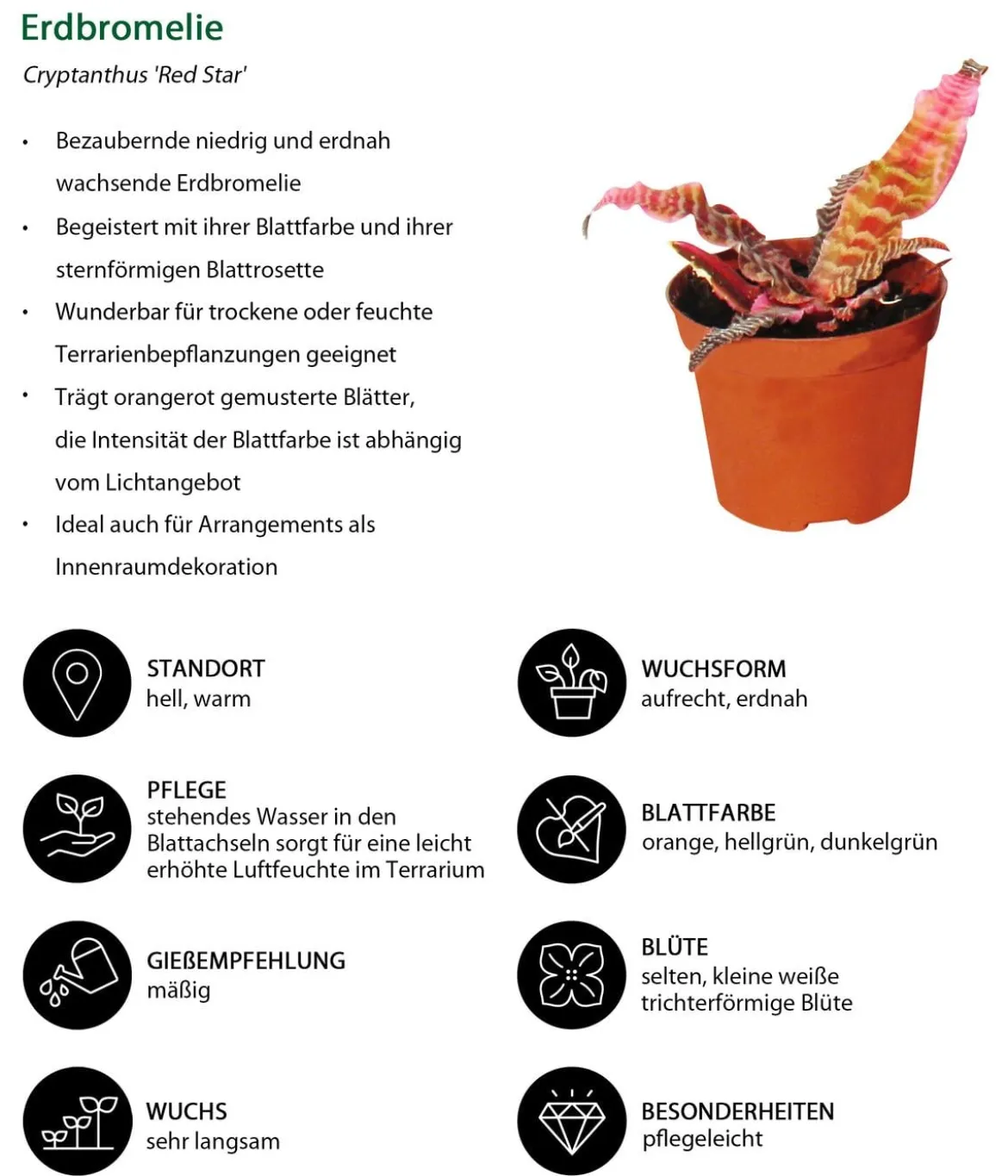 Erdbromelien-Set - Cryptanthus, 4-teilig