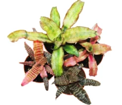 Erdbromelien-Set - Cryptanthus, 4-teilig