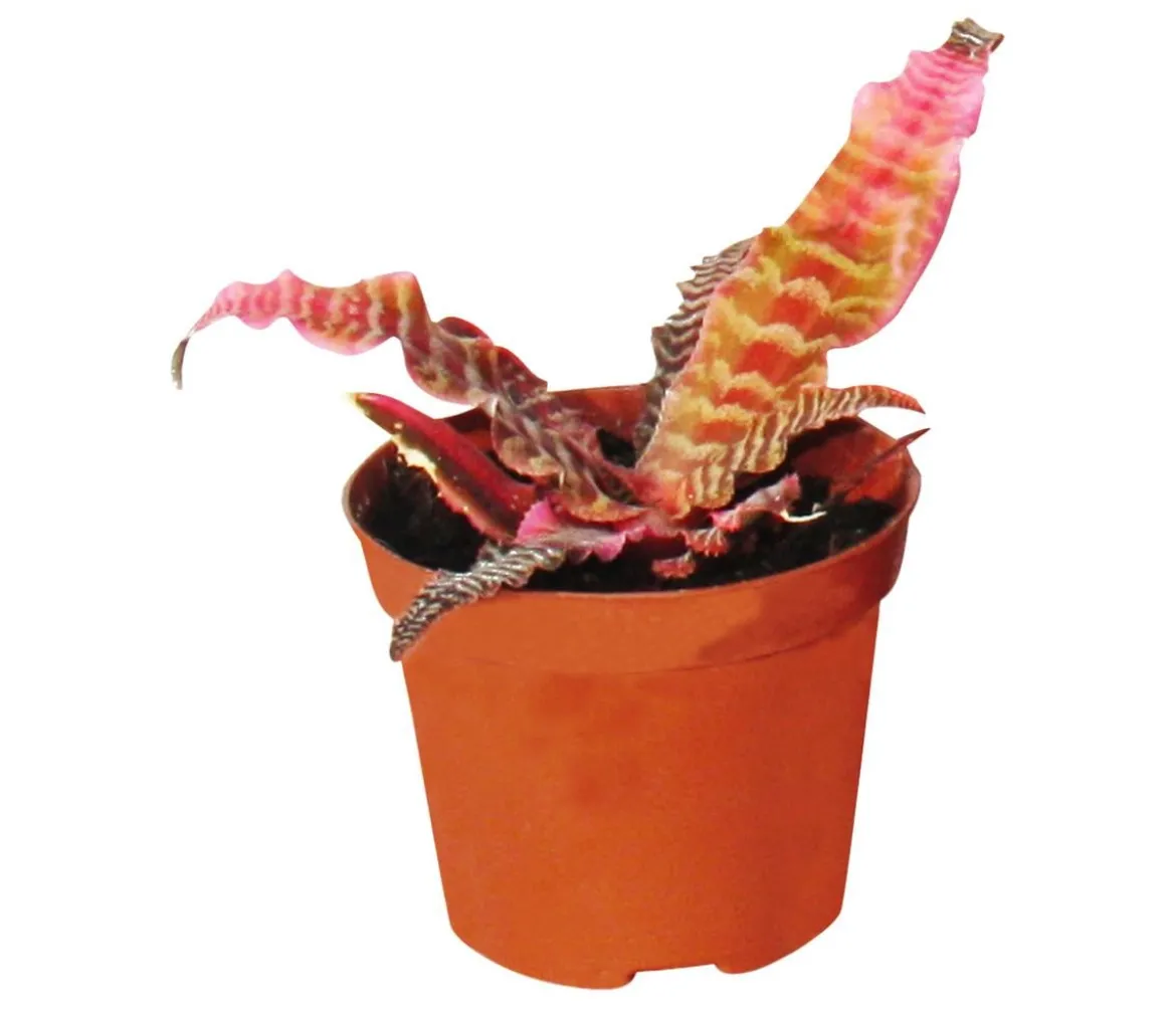 Erdbromelien-Set - Cryptanthus, 4-teilig
