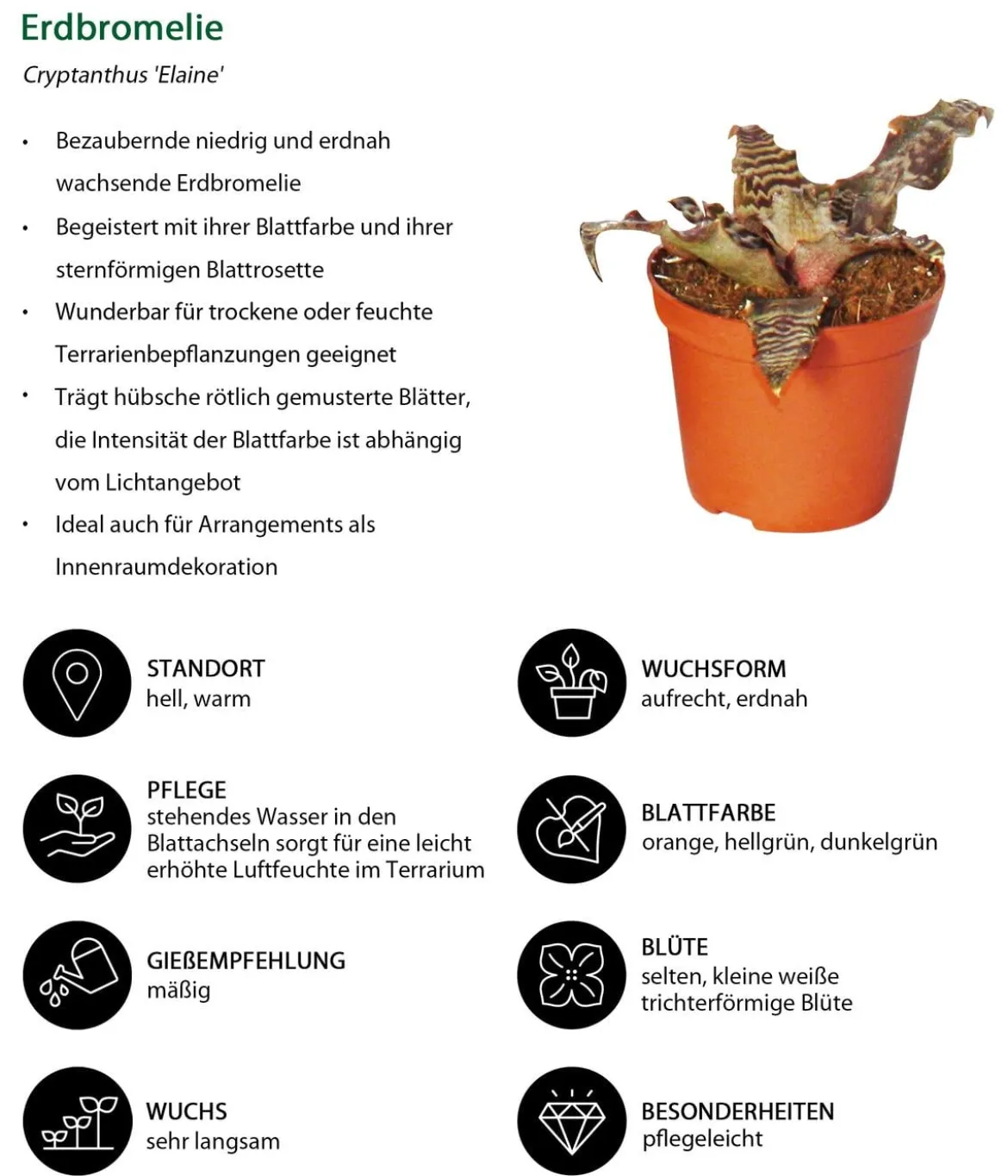 Erdbromelien-Set - Cryptanthus, 4-teilig