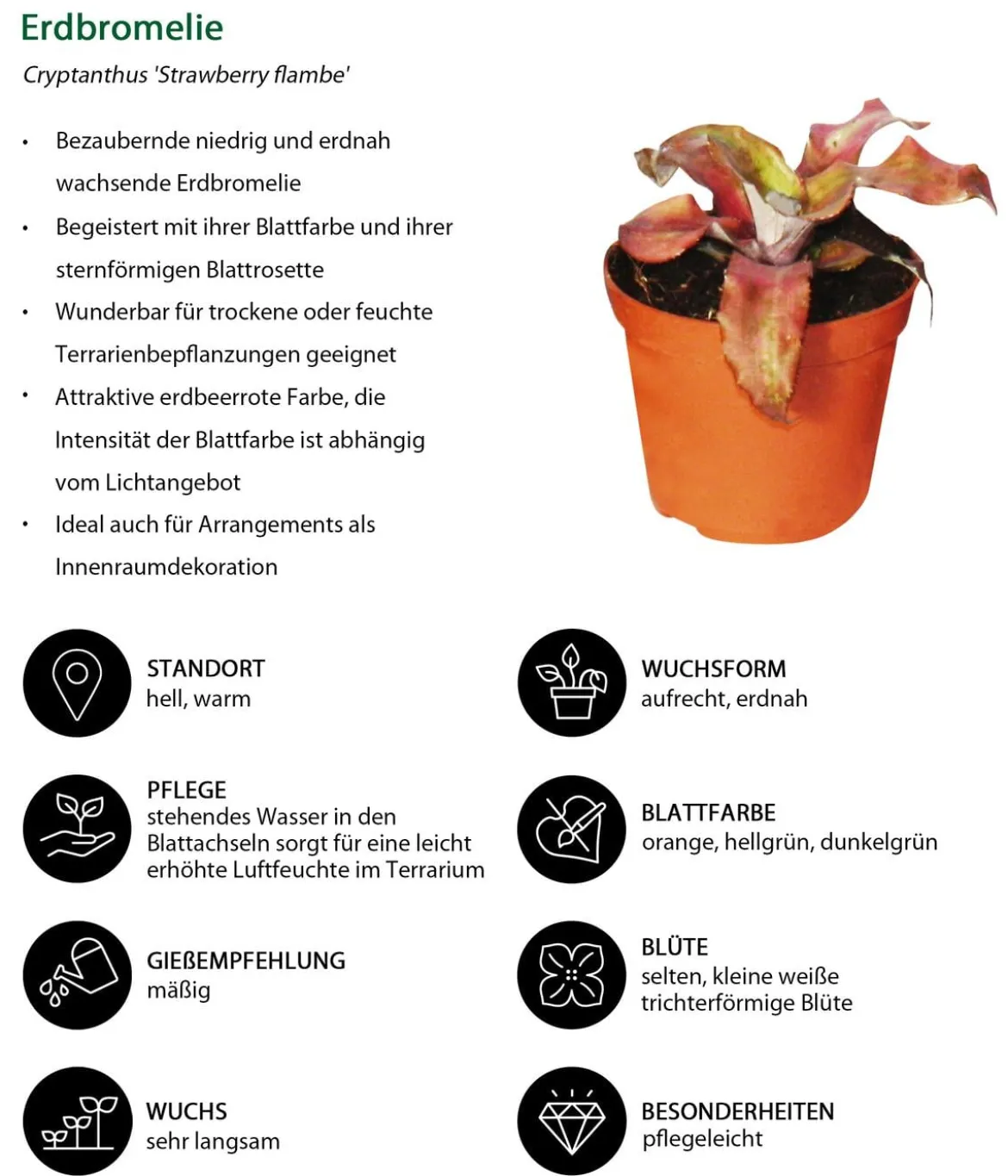 Erdbromelien-Set - Cryptanthus, 4-teilig