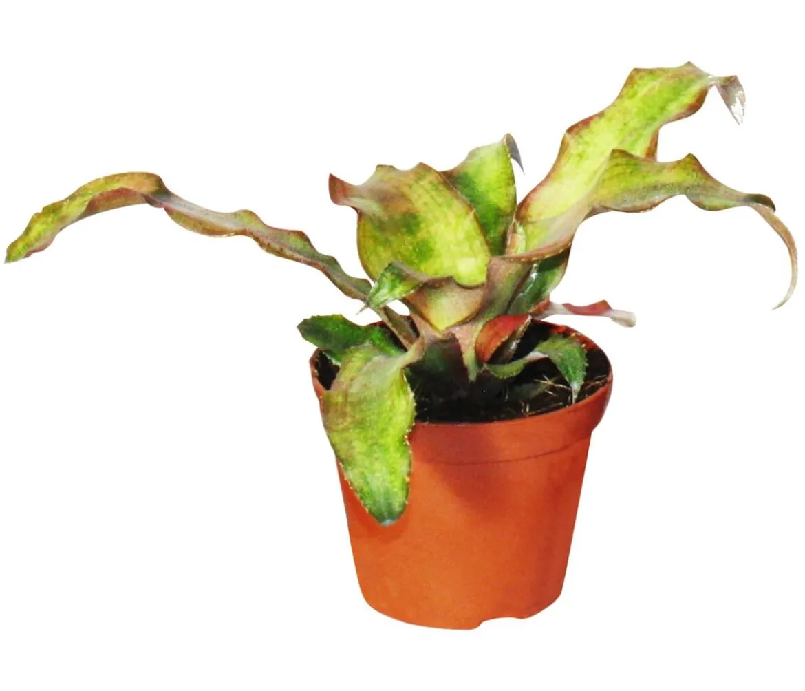 Erdbromelien-Set - Cryptanthus, 4-teilig