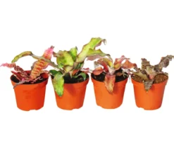 Erdbromelien-Set - Cryptanthus, 4-teilig