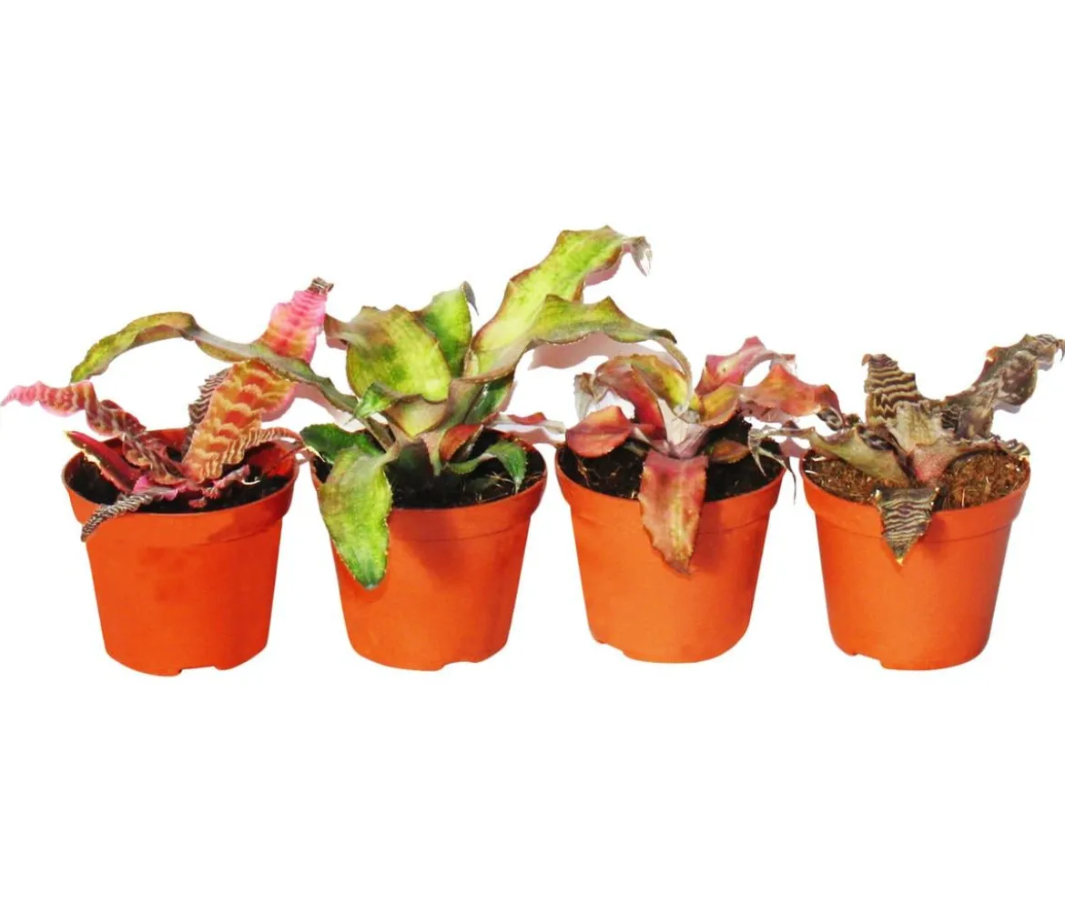 Erdbromelien-Set - Cryptanthus, 4-teilig