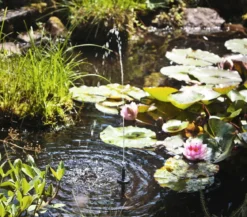 Esotec Solarpumpe Palermo LED für den Gartenteich