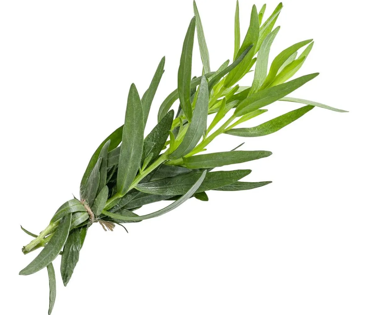 Estragon