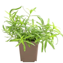 Estragon