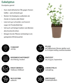 Eukalyptus