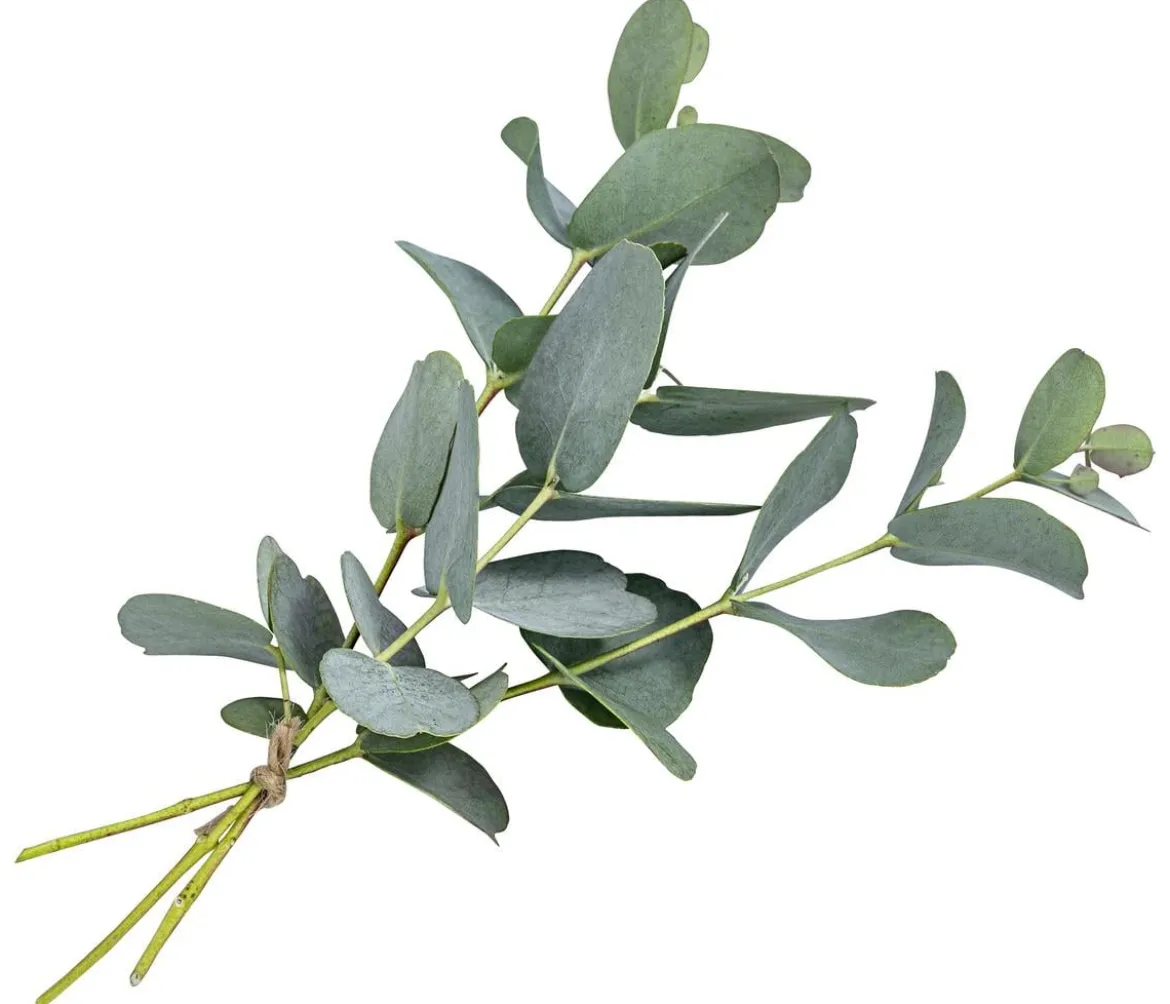 Eukalyptus
