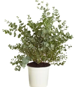 Eukalyptus, Busch