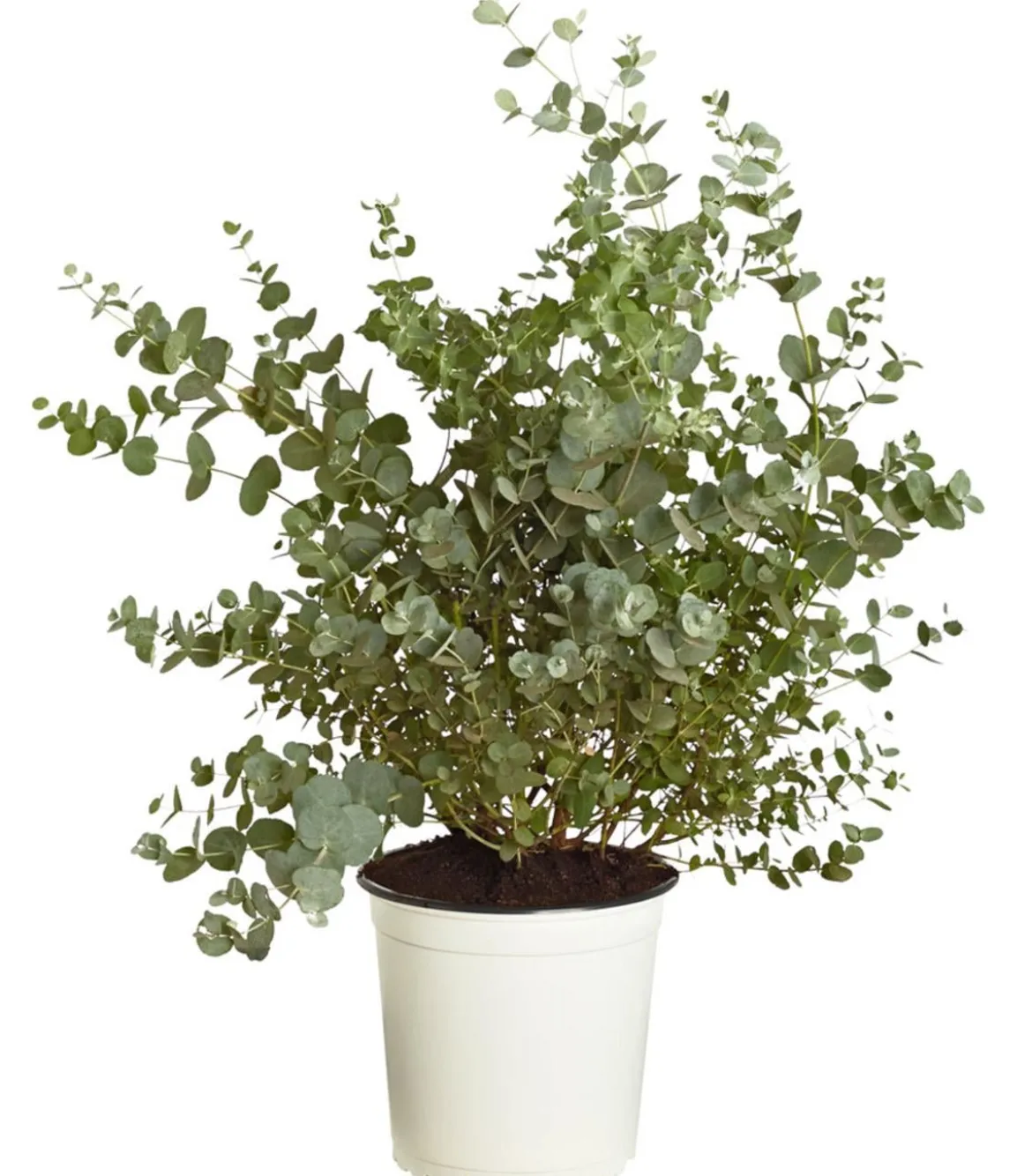 Eukalyptus, Busch