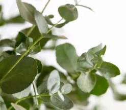 Eukalyptus, Busch