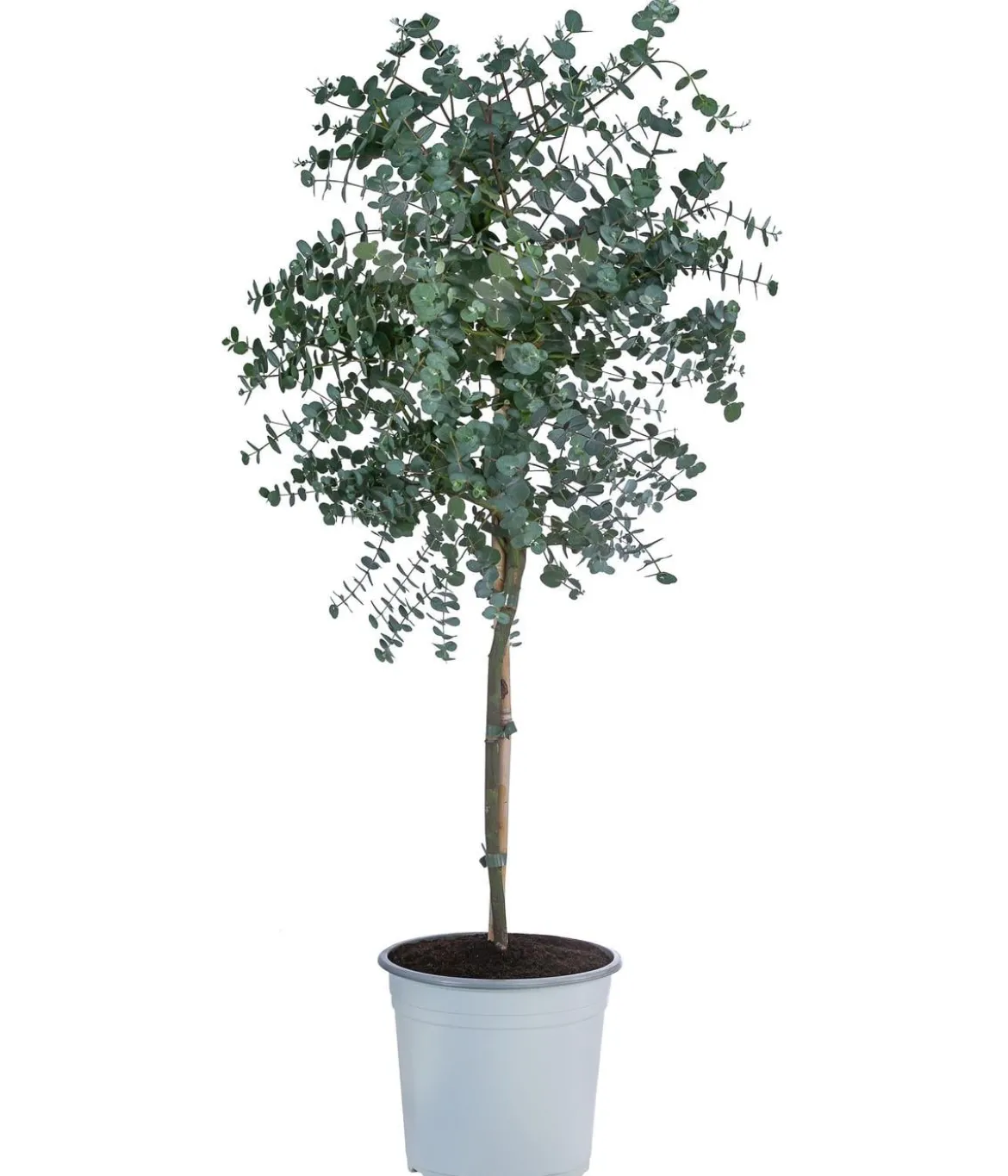 Eukalyptus, Stämmchen