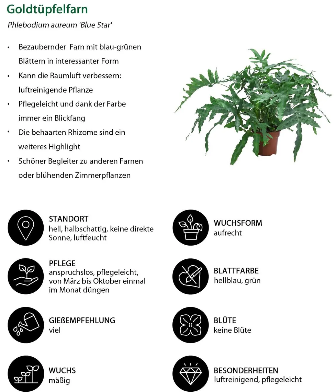 Farn-Set, 3-teilig