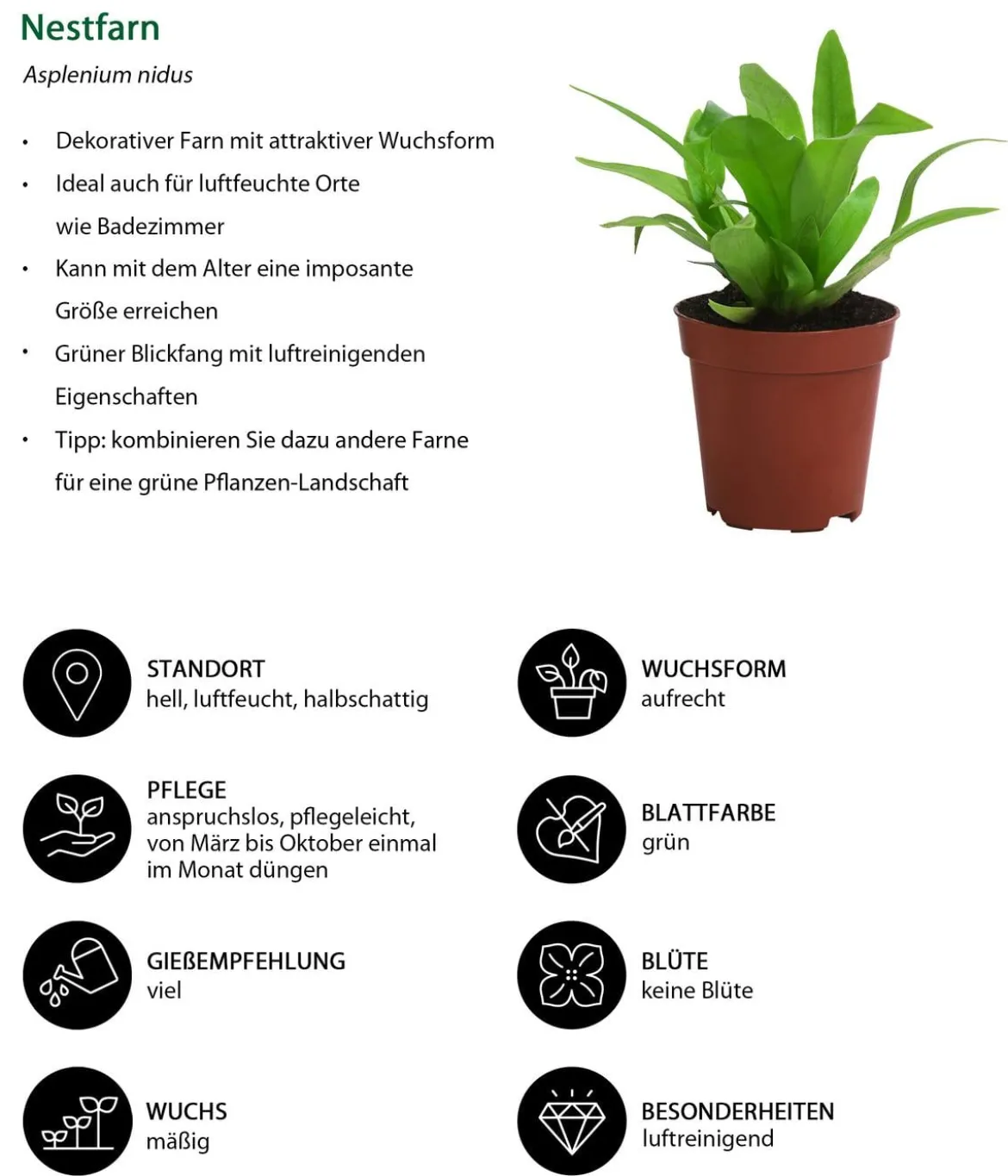 Farn-Set, 3-teilig