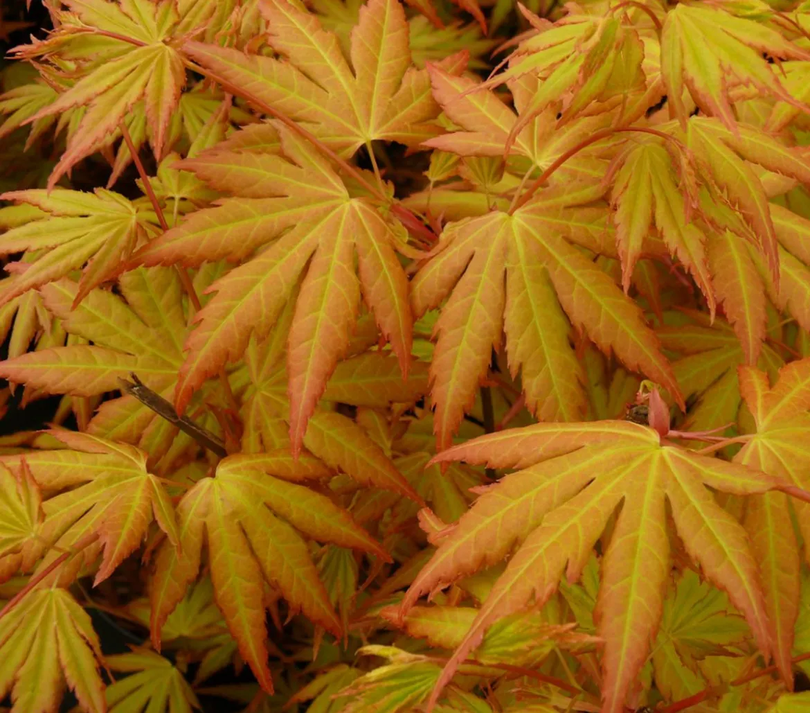 Fächerahorn 'Orange Dream'