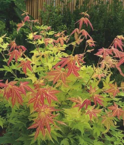Fächerahorn 'Orange Dream'